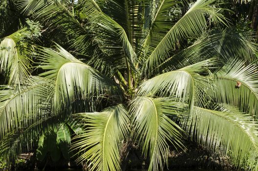 coconut tree with green leaves coconut