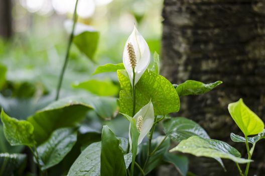 small spadix in the forest