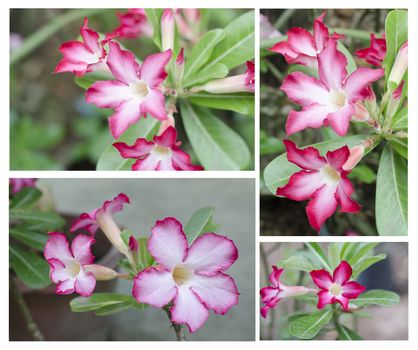 asia desert rose in nature