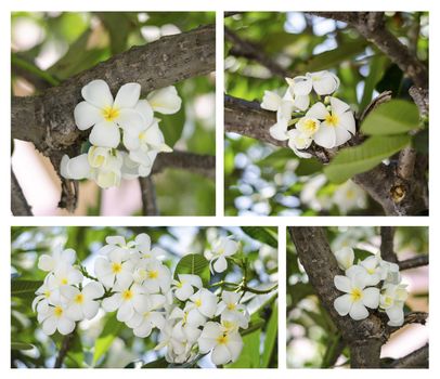 beautiful Frangipani flowers on tree