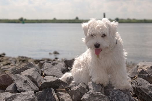 a maltese standing on stones, outside