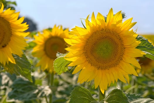 a field of sunflowers in France