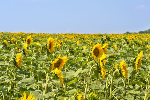 a field of sunflowers in France