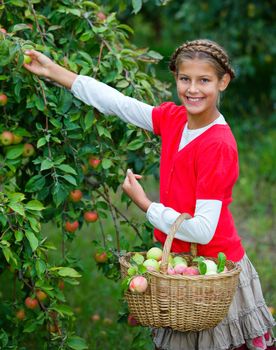 Harvesting apples. Beautiful girl helping in the garden and picking apples in the basket.