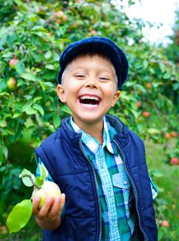 Harvesting apples. Cute little boy helping in the garden and picking apples.
