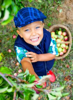 Harvesting apples. Cute little boy helping in the garden and picking apples in the basket.