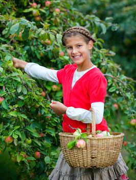 Harvesting apples. Beautiful girl helping in the garden and picking apples in the basket.