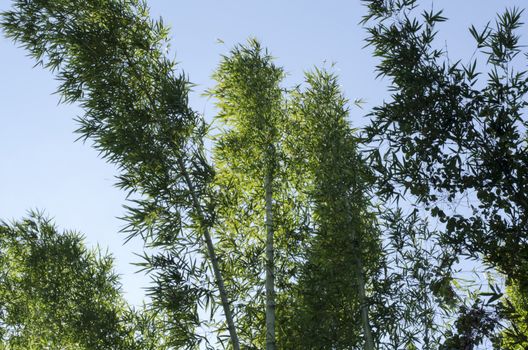 nature bamboo in forest on blue sky background