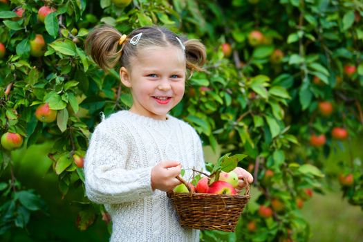 Harvesting apples. Beautiful little girl helping in the garden and picking apples in the basket.