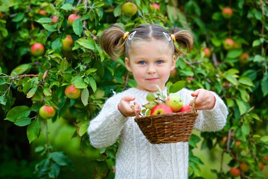 Harvesting apples. Beautiful little girl helping in the garden and picking apples in the basket.