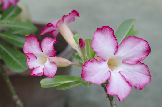 asia desert rose in nature