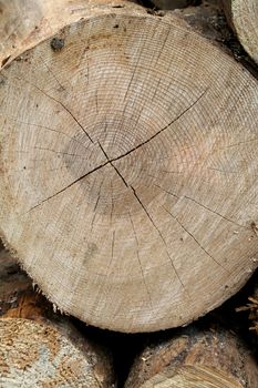 Pile of wood in the forest