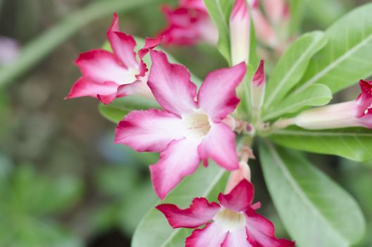 asia desert rose in nature