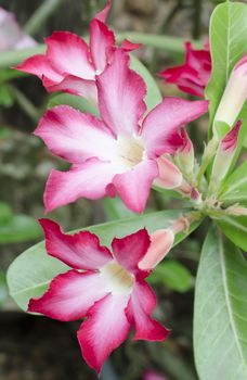 asia desert rose in nature