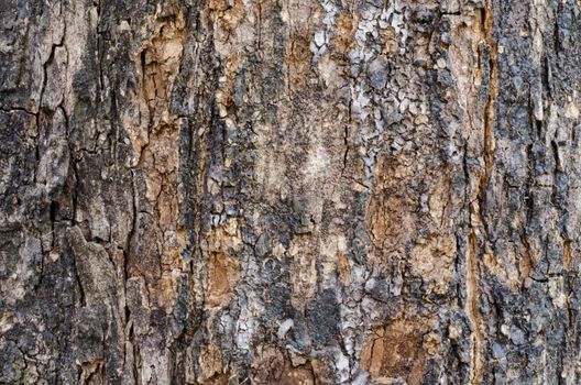 Bark wood texture and background