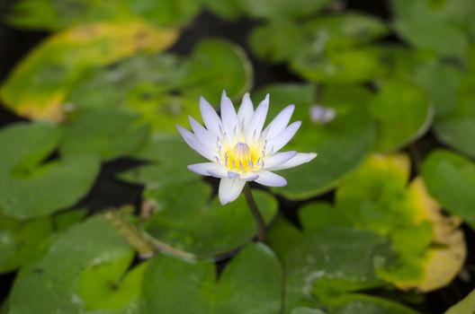 beautiful lotus on lotus leaves and water