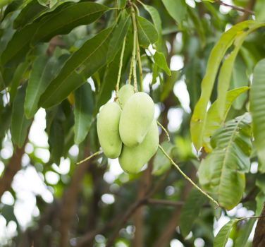 green mango on tree in asia