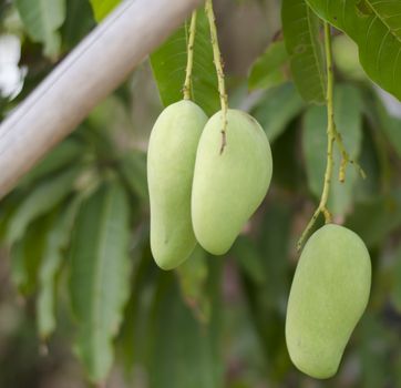 green mango on tree in asia