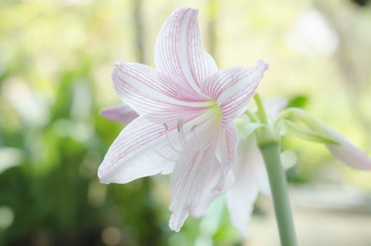 beautiful Hippeastrum johnsonii in nature