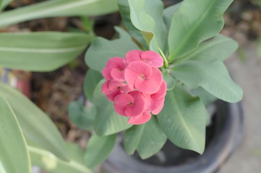 beautiful Euphorbia milli Desmoul in nature