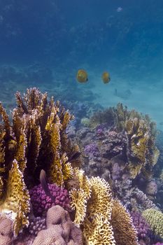 colorful coral reef  with stony and fire coral and butterflyfishes on the bottom of red sea in egypt