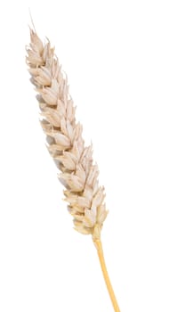 Single wheat stem on white background