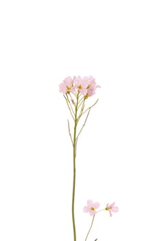 Pink wild flower isolated on white background
