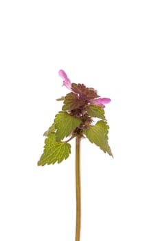 Purple dead nettle flower isolated on white background