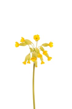 Yellow primrose flower isolated on white background