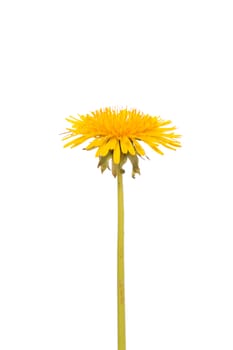 Yellow dandelion flower isolated on white background