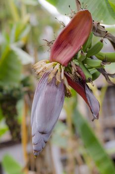 Banana Bud on banana tree