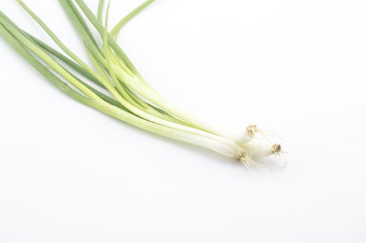 spring onion isolated on white background