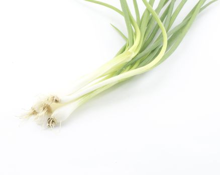 spring onion isolated on white background