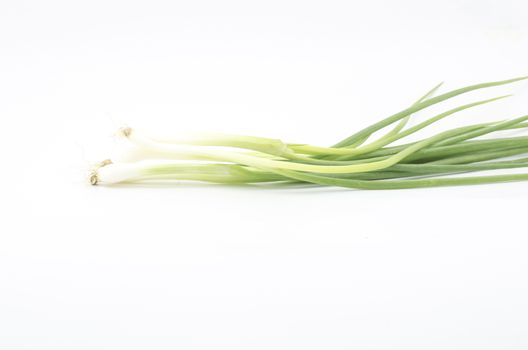 spring onion isolated on white background