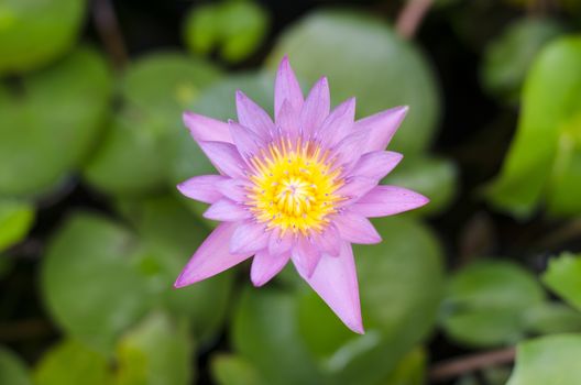 Pink Lotus in pond focus on lotus