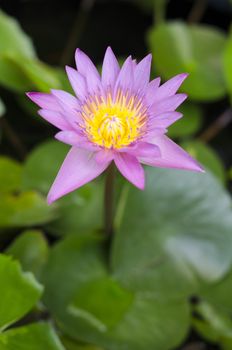 pink Lotus in pond focus on lotus