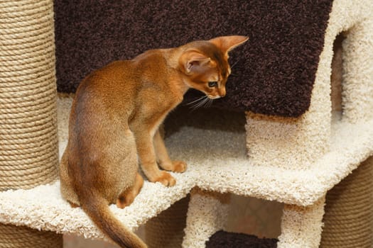 Young abyssinian cat in action