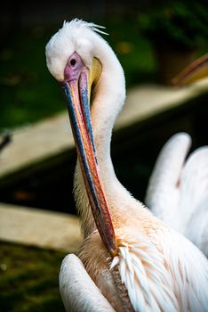 Pink pelican portrait with head and beak, cleaning his plumage