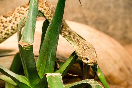 Western Rattlesnake coiled with forked tongue extended