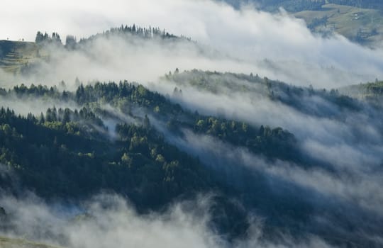 mystic forest with clouds and fog