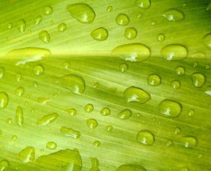 Nature Background Of Water Drops Of A Tropical Leaf