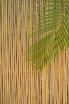 A Bamboo Fence And Palm Tree Leaf In The Tropics