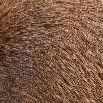 Abstract Background Texture Closeup Of Animal Fur
