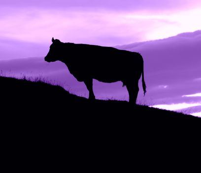 Silhouette Of A Cow On A HIll With A Purple Sky With Copy Space