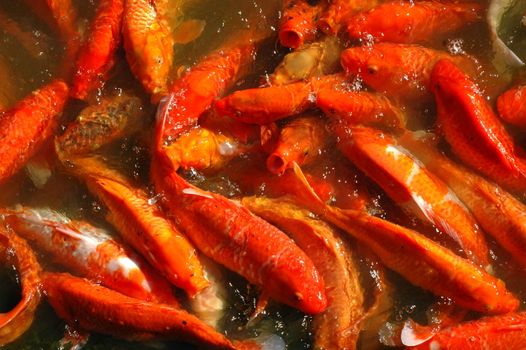 Background Texture of Multiple Koi Fish (Cyprinus Carpio) Feeding Frenzy