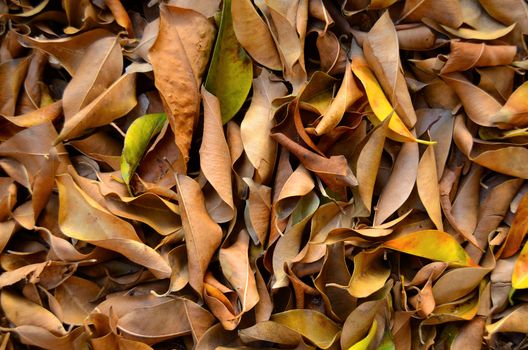 Background Texture Of Fallen Leaves In A Forest