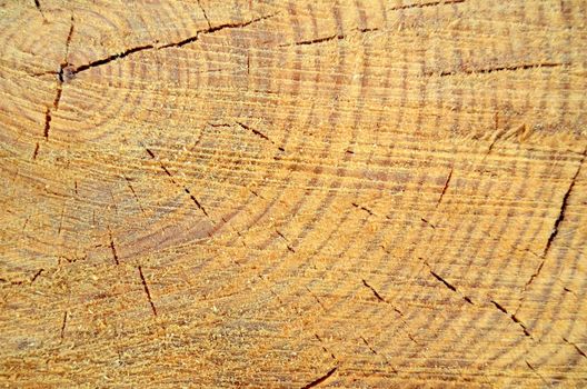 Background Texture Of Freshly Cut Wood