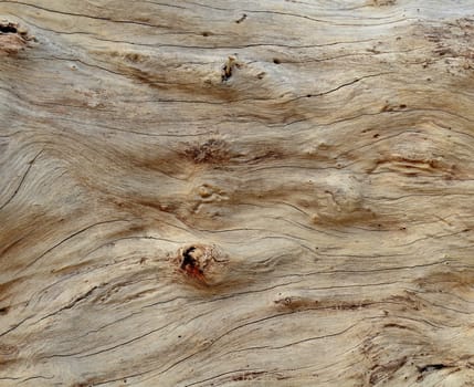 Abstract Background Texture Of Smooth Driftwood