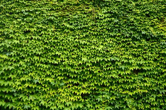 An Abstract Background Texture Of An Ivy Covered Wall