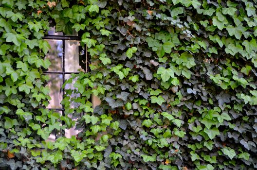 A Window On A House Covered In Ivy In Cambridge